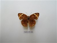 藏品(青眼蛺蝶)的圖片